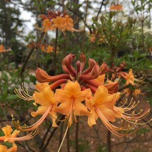 Meet your Posher, Lynette